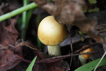Image showing Two yellow mushrooms
