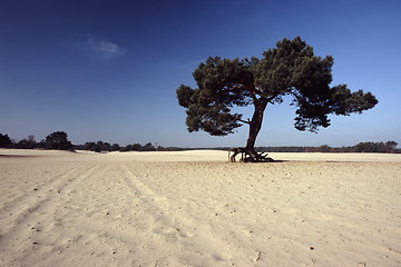 Image showing Tracks and Tree