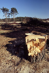 Image showing Cut Down Tree