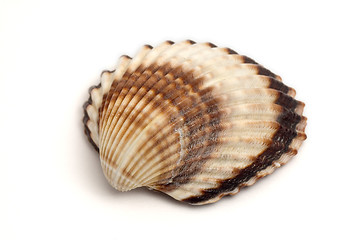 Image showing ocean shell
