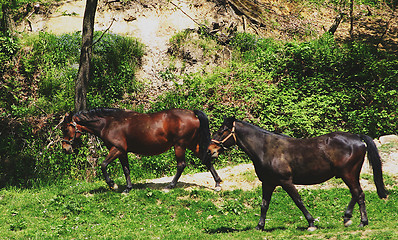 Image showing horses