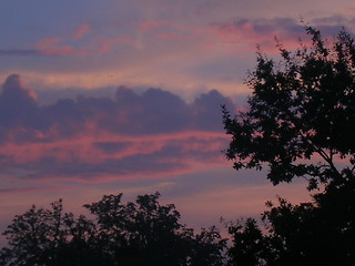 Image showing Pink Dawn