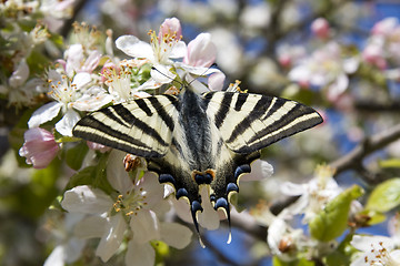 Image showing Butterfly