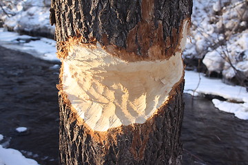 Image showing Beaver eaten tree