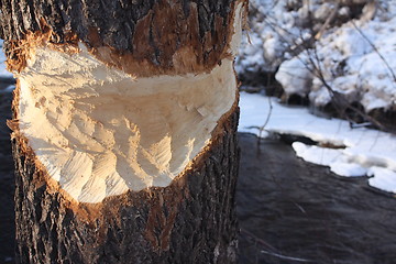 Image showing Beaver eaten tree