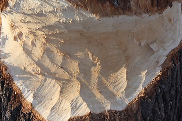 Image showing Beaver eaten tree