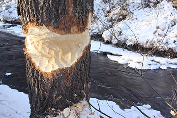 Image showing Beaver eaten tree