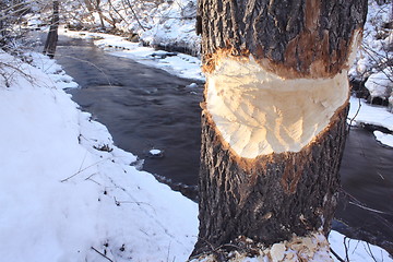 Image showing Beaver eaten tree