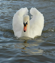Image showing Swan Gliding