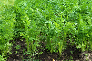 Image showing Green leaves of growing carrot