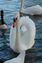 Image showing The Swan