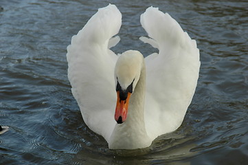 Image showing Swan Show-Off