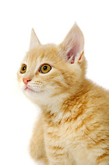 Image showing Kitten is looking