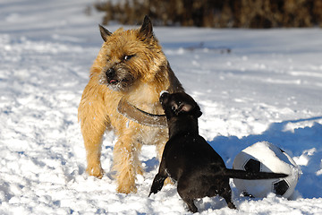 Image showing Two dogs playing