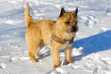 Image showing Dog in snow