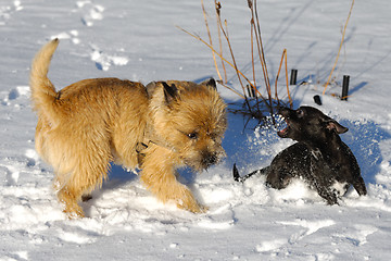 Image showing fighting dogs