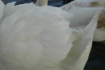 Image showing Swans Wing
