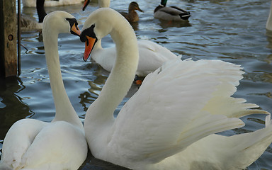 Image showing Swans Love