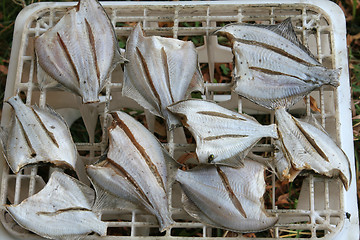 Image showing flatfish