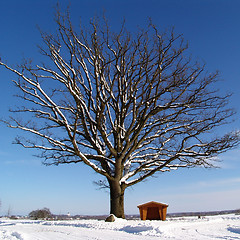 Image showing winter oak