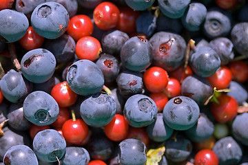 Image showing Cowberries and blueberries