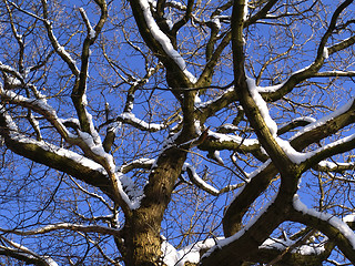 Image showing winter oak branches