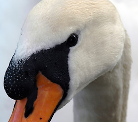 Image showing Swans Eye