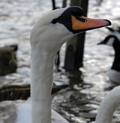 Image showing Swans Head