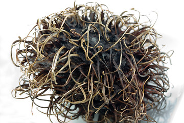 Image showing rambutan fruit