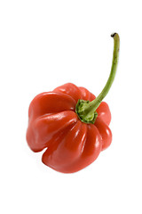 Image showing Habanero chillie on white