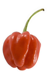 Image showing Habanero chillie on white