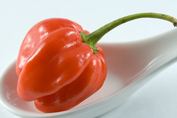 Image showing Habanero chillie on a white spoon