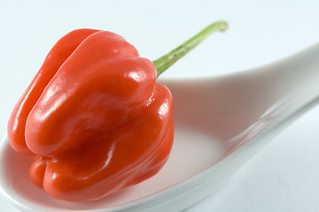 Image showing Habanero chillie on a white spoon