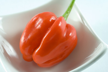 Image showing Habanero chillie on a white plate