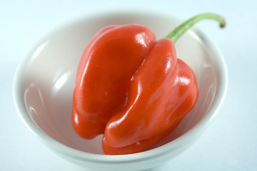 Image showing Habanero chillie on a white plate