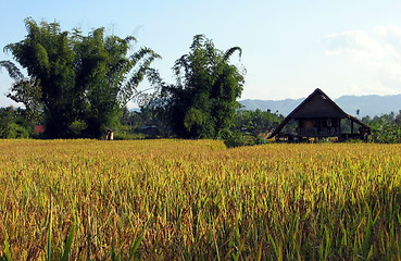 Image showing The green of Laos. Luang Nam Tha