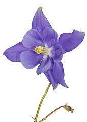 Image showing columbine