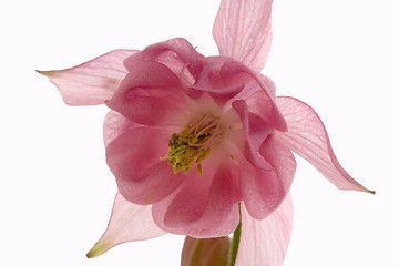 Image showing columbine