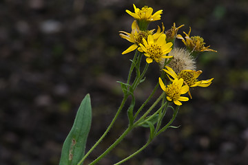 Image showing arnica