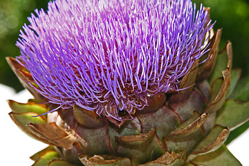 Image showing artichoke