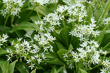 Image showing bear´s garlic