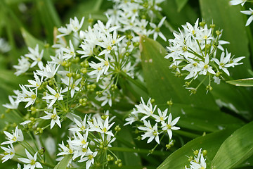 Image showing bear´s garlic