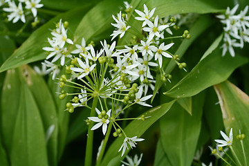 Image showing bear´s garlic