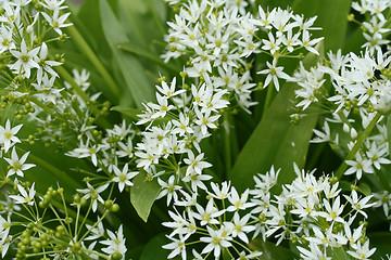 Image showing bear´s garlic