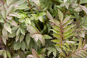 Image showing valerian