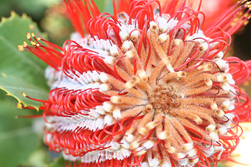 Image showing banksia blossom