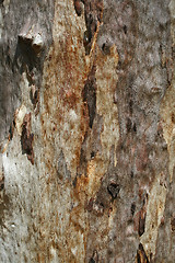 Image showing eucalyptus bark