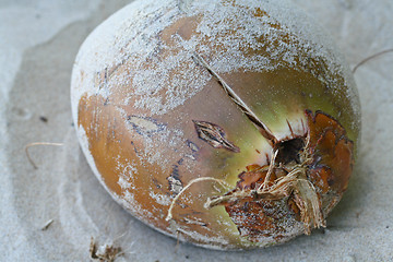 Image showing coconut