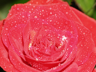 Image showing red rose