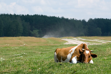 Image showing Cow on the pasture